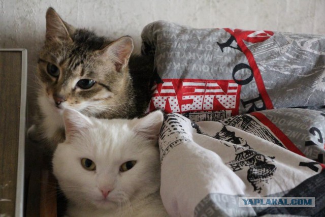 Моим котам