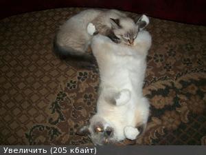 Кота с кошкой запалили