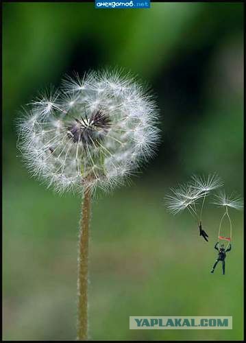 С Днем ВДВ, посоны!