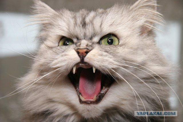 Новогодняя видеооткрытка от Крымского моста