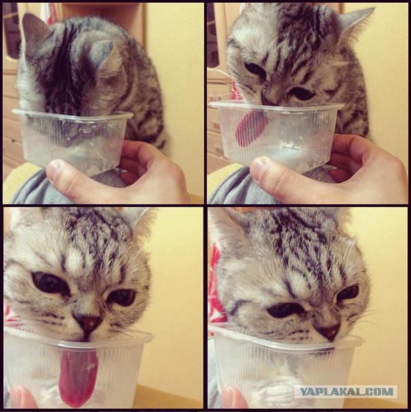 Котооо-о-о-вторник