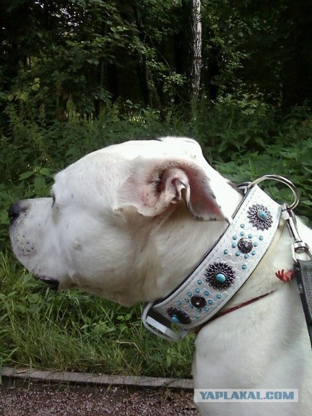 Запилила руль