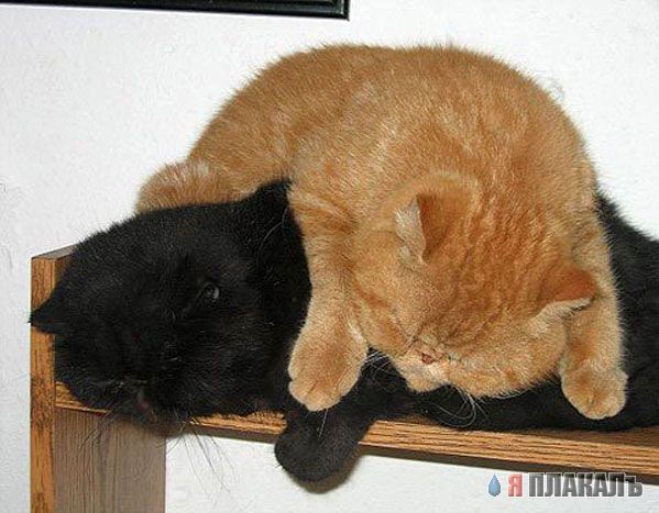 Коты, кошки, котята