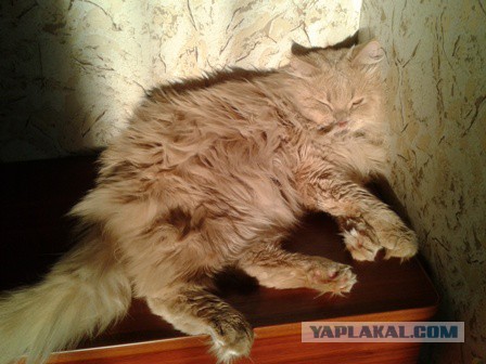 Котовторник 19.01.2016