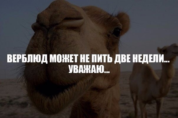 Подборка Картинок из сети