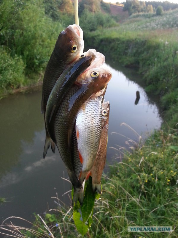 Готовим на рыбалке, когда пришел с уловом, голодный