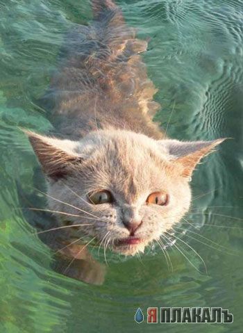 Коты Среды