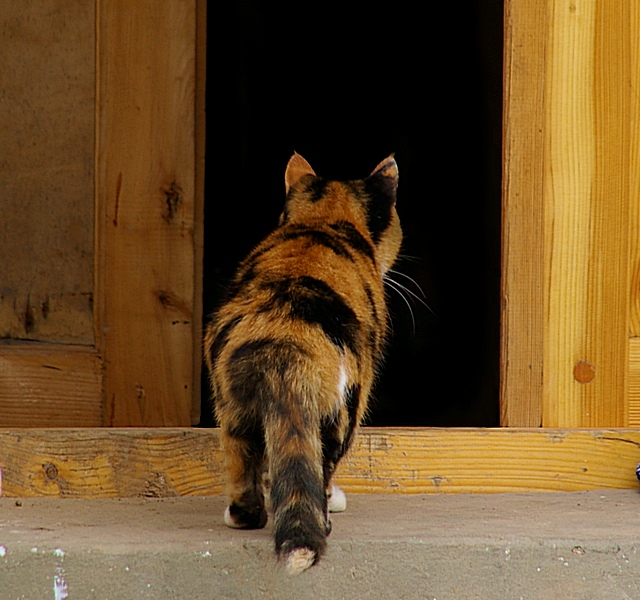 Коты, кошки, котята