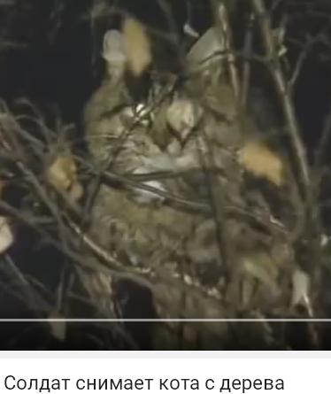 Наши котики брутальнее!