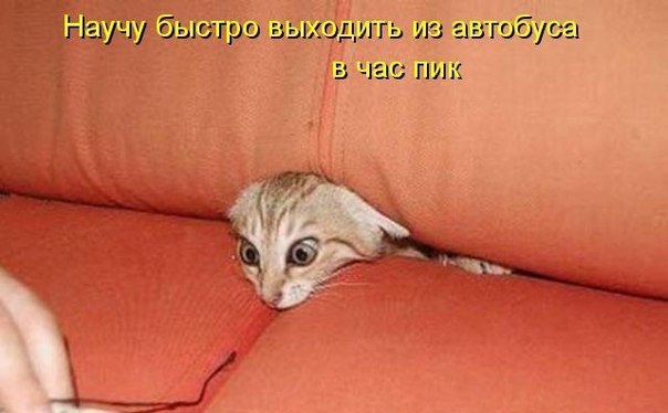 Мохнатые беспредельщики