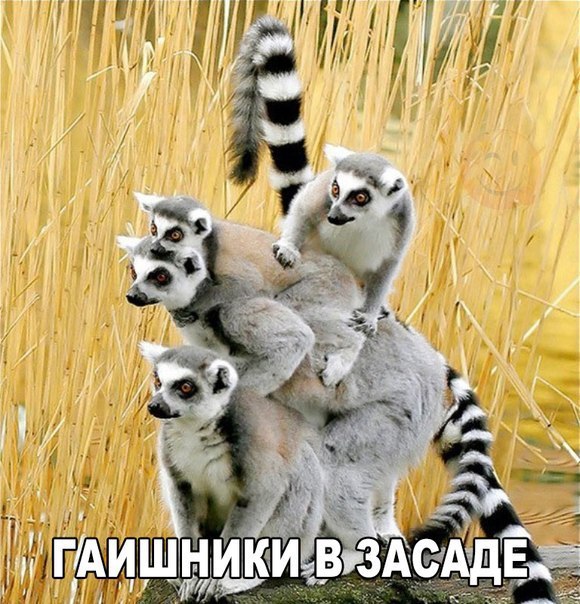 Мохнатые беспредельщики