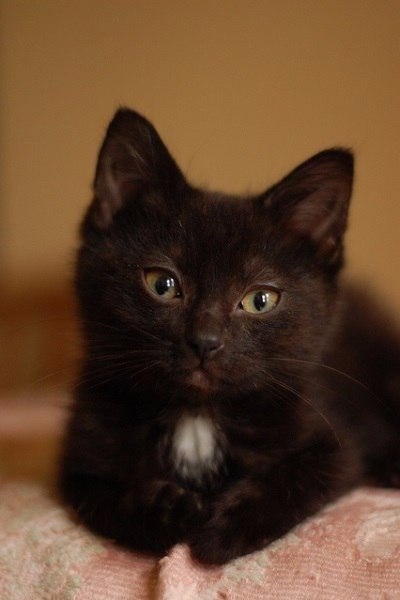 Коты из сети