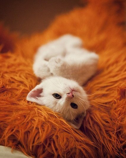 Коты из сети