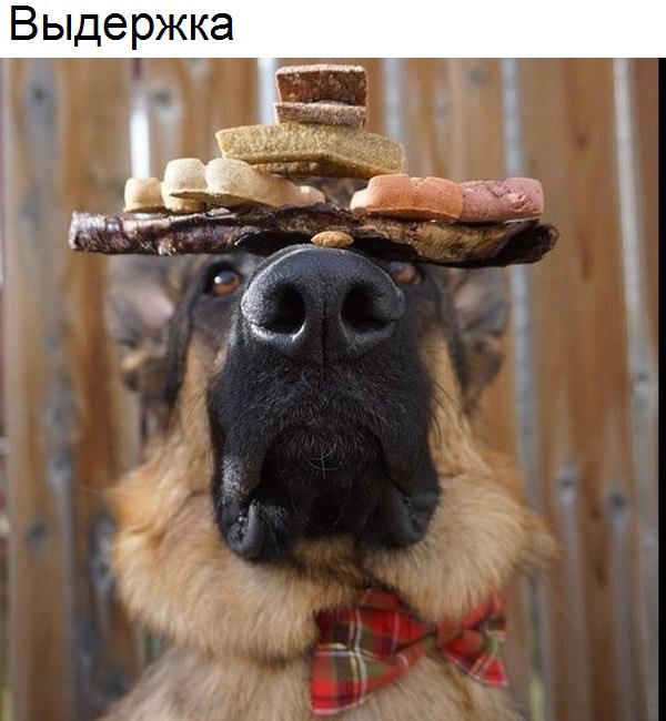 Самые смешные животные