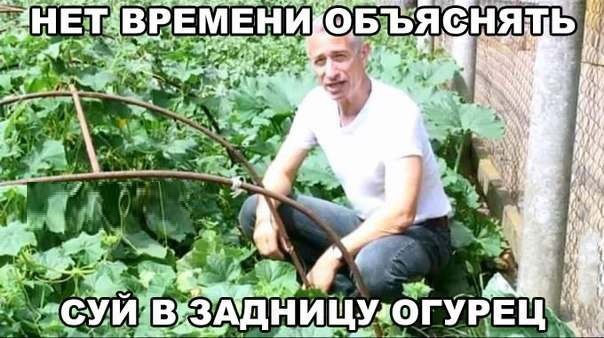 Огурцы и помидоры - не овощи?