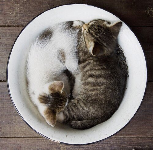 Коты и Кошки