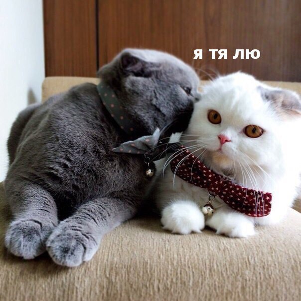 Коты и Кошки
