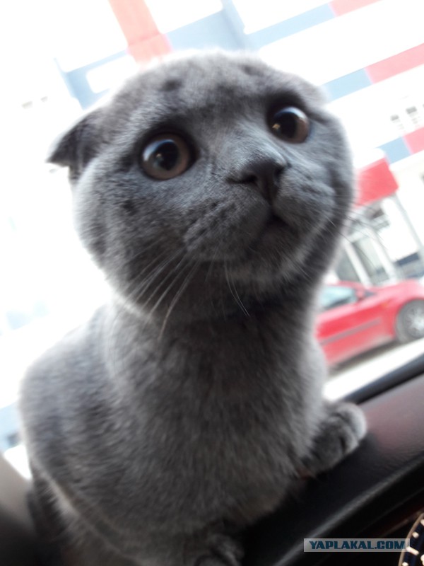 Котовторник 12.12.2017