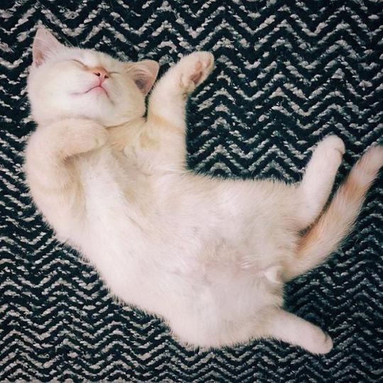Как спят наши странные коты