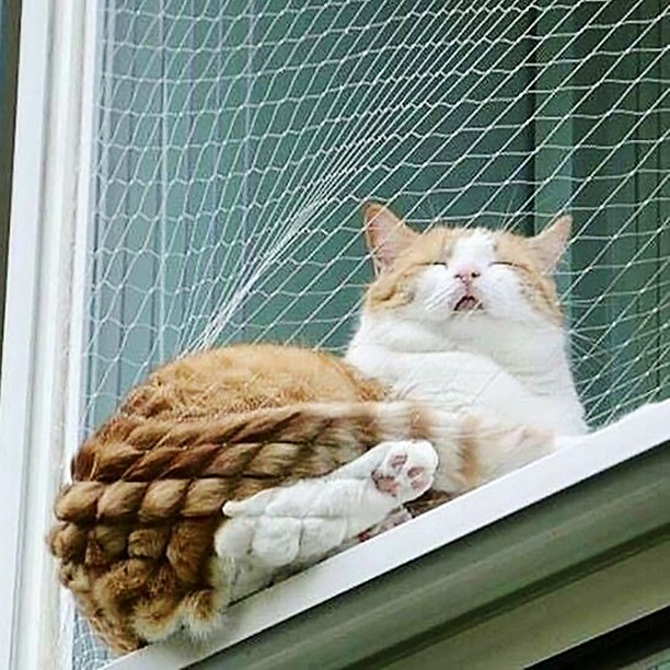 Котовторник 13.03.2018