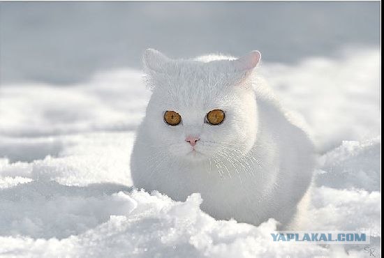 Котовторник на ЯПлакалъ (03.06), котята (31 шт)