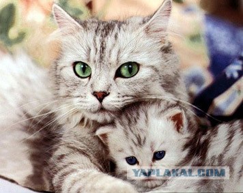 Котовторник на ЯПлакалъ! От числа 09.09.08