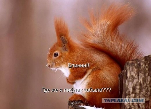 Белки