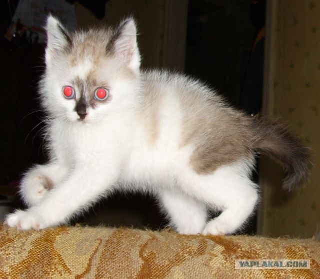 Коты, кошки и котята