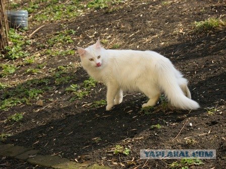 Сонный Котовторник