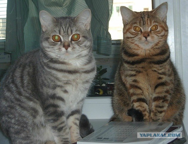 Котовторник 1.11.11
