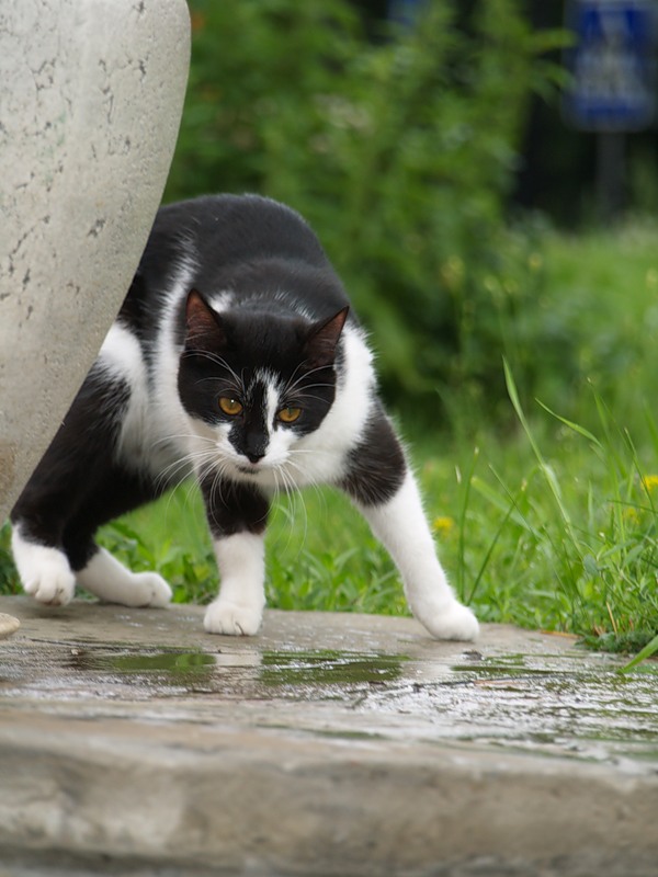 Котовторник 22.11.11
