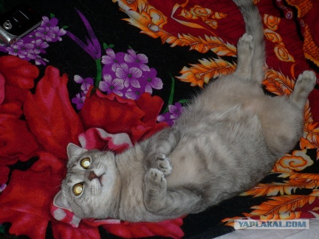 Котовторник (14.02.2012)
