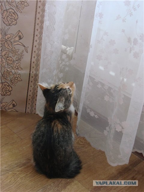КОТОВТОРНИК (6.03.2012)