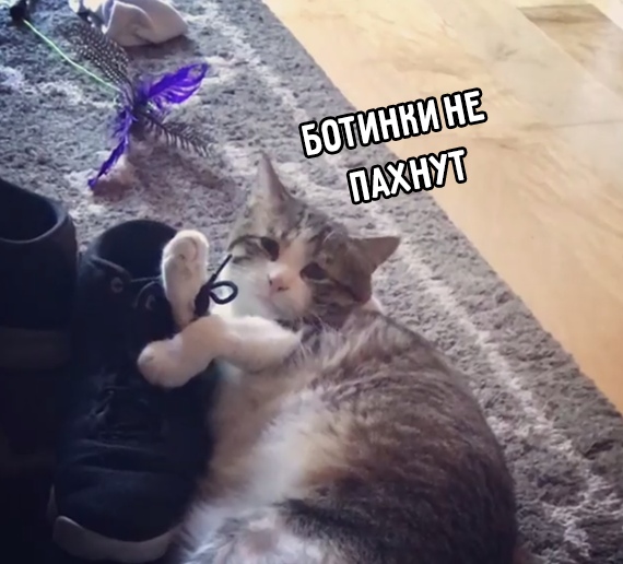 Прикольных котов пост