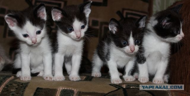 Котовторник 07.08.2012