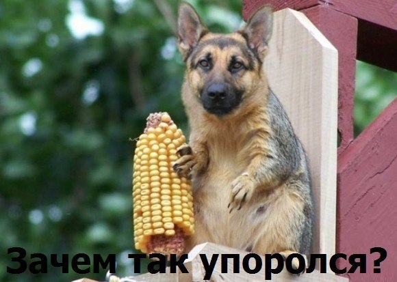 Откуда столько счастья и эмоций?