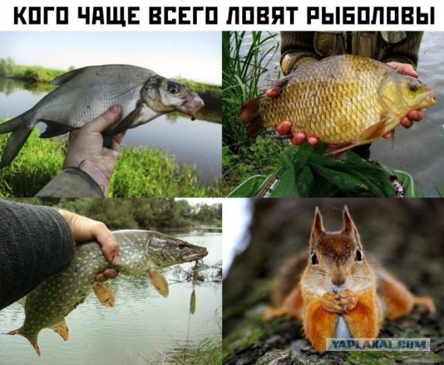 Картинки с надписями,истории и анекдоты