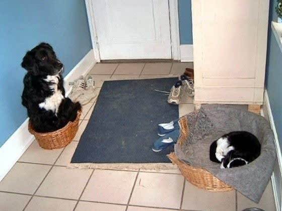 Уже не котовторник, но еще и не собакочетверг