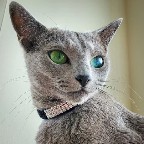 Забавные фото котеек