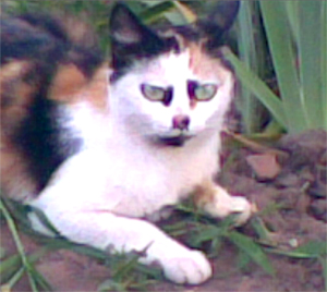 Сигареты, кофеек