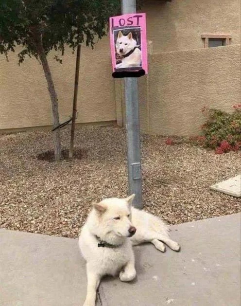 Живность из сети