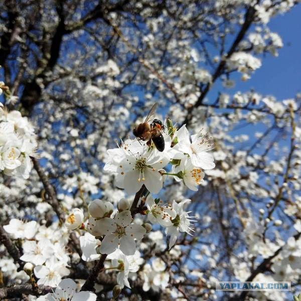 Жаренный берш с медово-огуречным соусом.