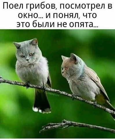 Немного картинок для настроения 10.05.20