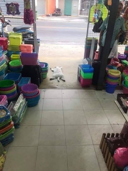 Эти забавные животные