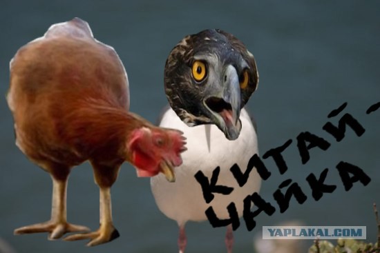 Чайка из Алькатраца