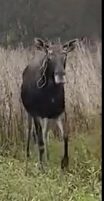 Сейчас я его напугаю