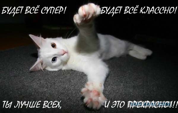 Кот и коробка