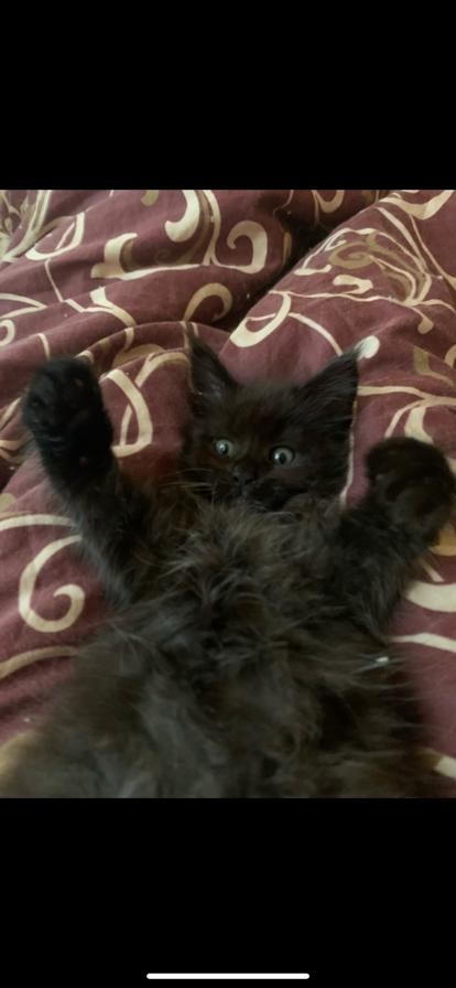 Котенок мейн - кун! Какая прелесть
