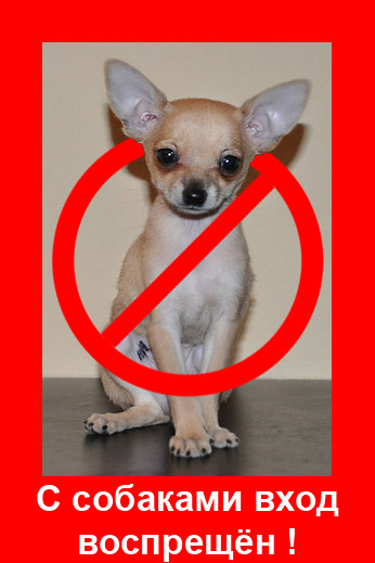 Бойцовская собака без намордника в фотосалоне