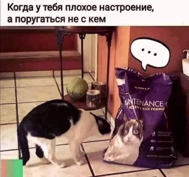 Котовторник. Картинки и буквы 08.02.22
